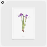 1-45_The-Genus-Iris_hagaki