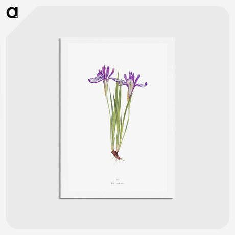 1-45_The-Genus-Iris_hagaki