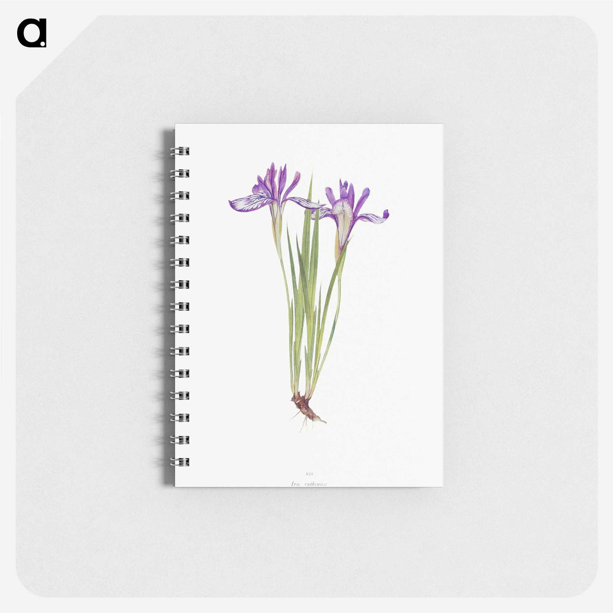 1-45_The-Genus-Iris_memo