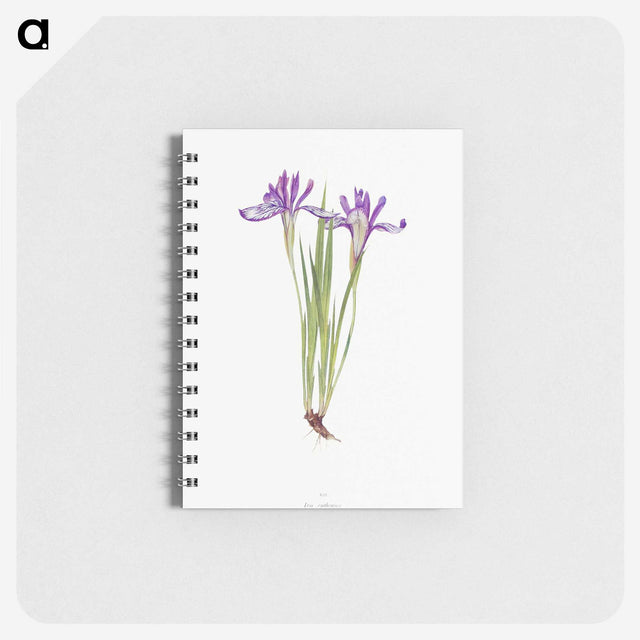 1-45_The-Genus-Iris_memo