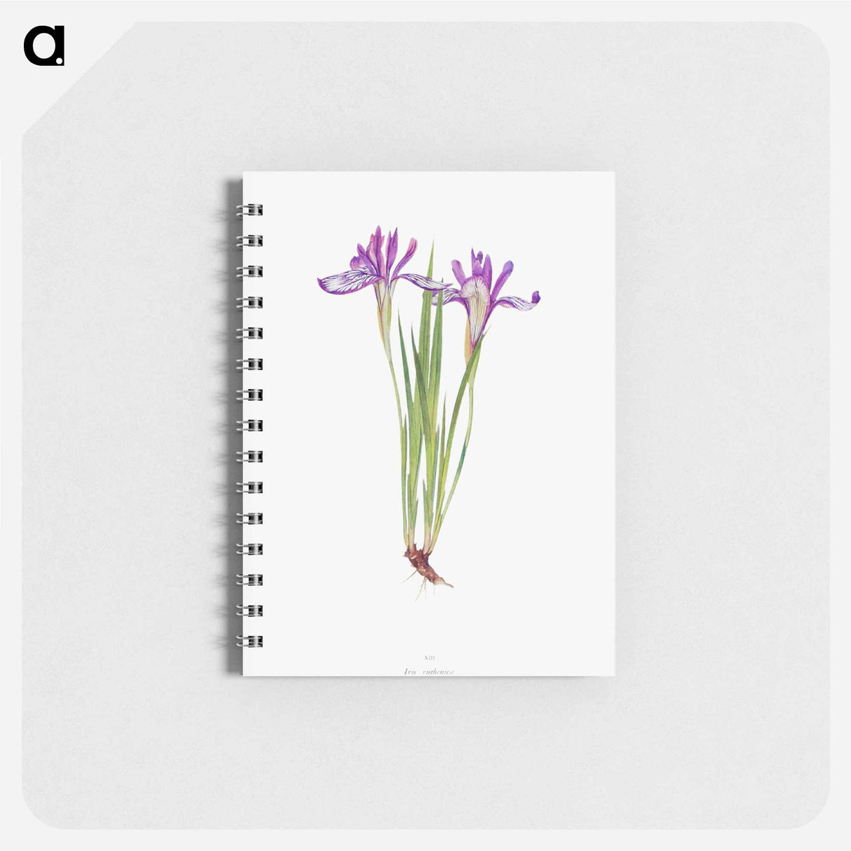 アートメモ帳-Iris Ruthenica from The Genus Iris
 - アヤメ属 Memo.