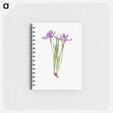 アートメモ帳-Iris Ruthenica from The Genus Iris
 - アヤメ属 Memo.