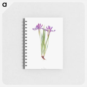 アートメモ帳-Iris Ruthenica from The Genus Iris
 - アヤメ属 Memo.