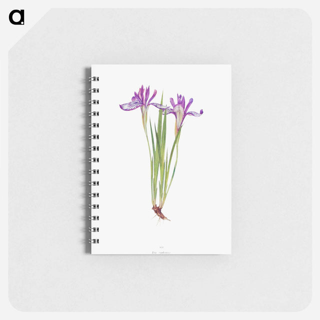 アートメモ帳-Iris Ruthenica from The Genus Iris
 - アヤメ属 Memo.