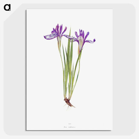 1-45_The-Genus-Iris_picture-crop