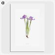 1-45_The-Genus-Iris_picture