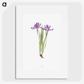 1-45_The-Genus-Iris_picture