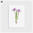 アートポストカード-Iris Ruthenica from The Genus Iris
 - アヤメ属 Postcard.