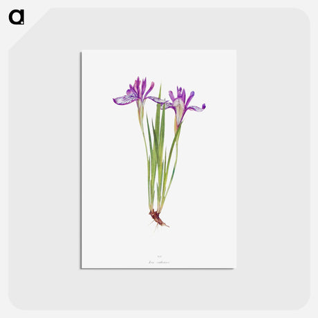 アートポストカード-Iris Ruthenica from The Genus Iris
 - アヤメ属 Postcard.