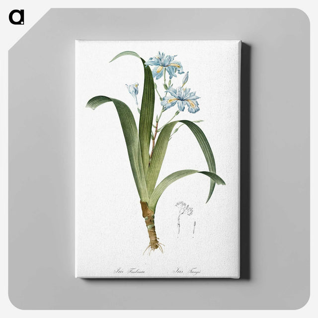 1-45_The-Lilies_canvas