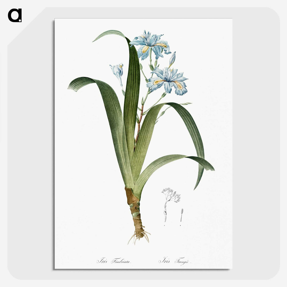 1-45_The-Lilies_picture-crop