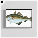 1-45_The-Natural-History-of-British-Fishes_blk-crop