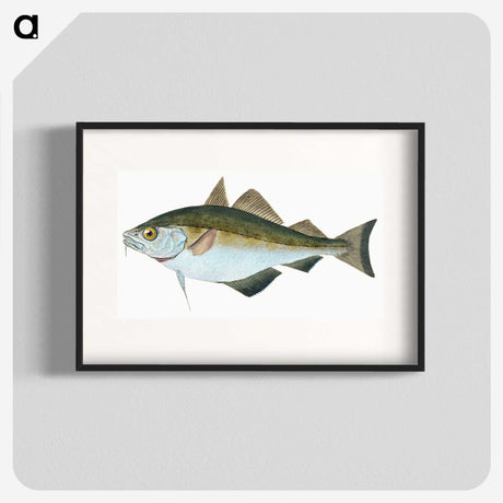 1-45_The-Natural-History-of-British-Fishes_blk