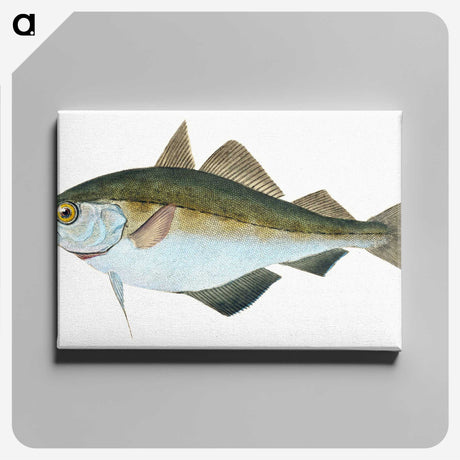 1-45_The-Natural-History-of-British-Fishes_canvas