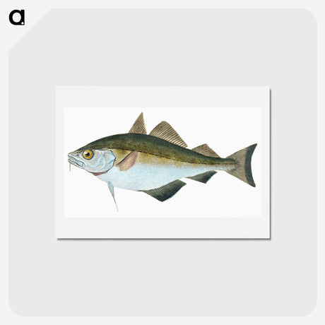 1-45_The-Natural-History-of-British-Fishes_hagaki