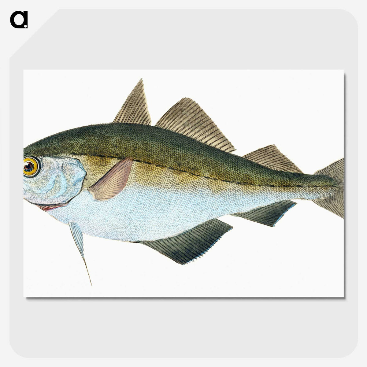 1-45_The-Natural-History-of-British-Fishes_picture-crop
