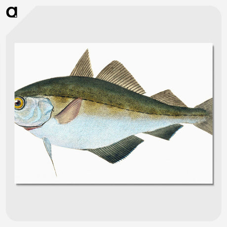 1-45_The-Natural-History-of-British-Fishes_picture-crop