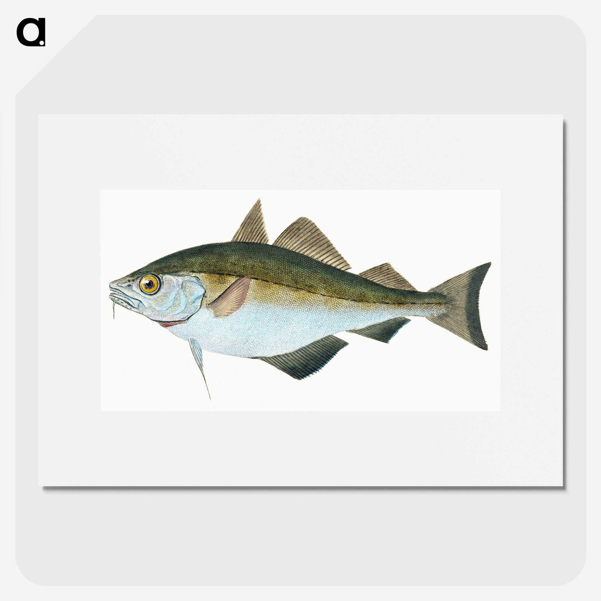 1-45_The-Natural-History-of-British-Fishes_picture