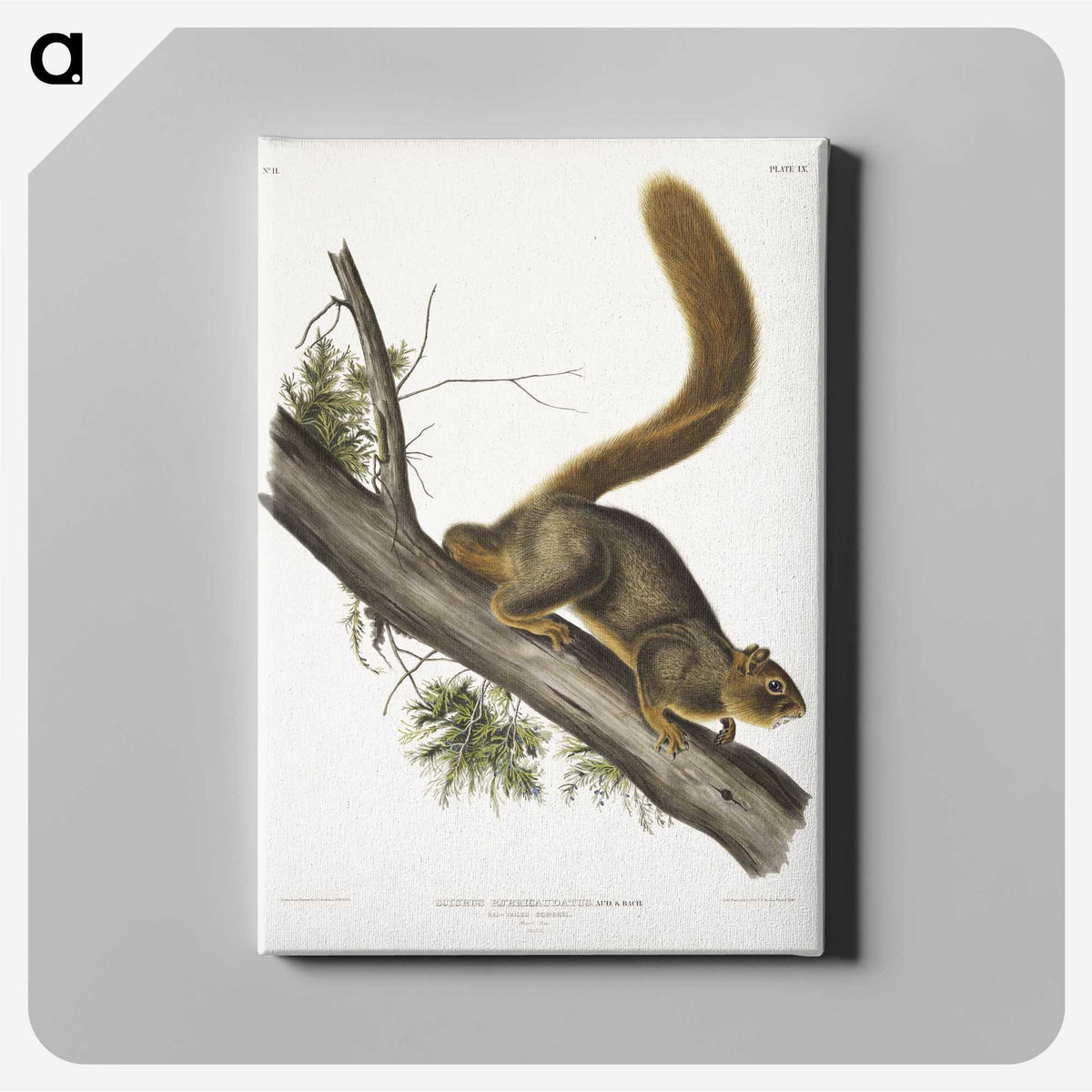 1-45_The-Viviparous-Quadrupeds_canvas