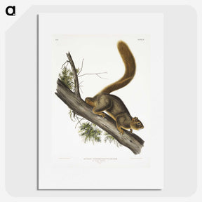 1-45_The-Viviparous-Quadrupeds_picture