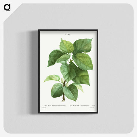 1-45_Treatise-on-Trees-and-Shrubs_blk-crop