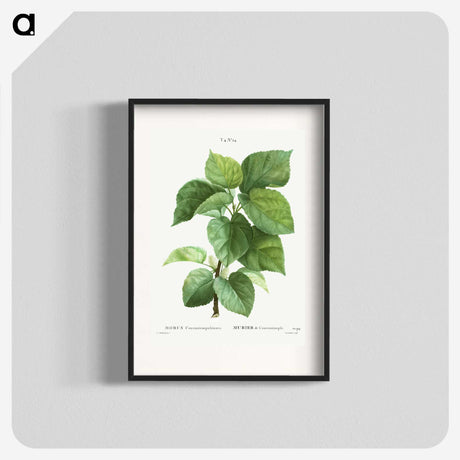 1-45_Treatise-on-Trees-and-Shrubs_blk