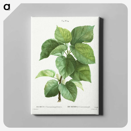 1-45_Treatise-on-Trees-and-Shrubs_canvas
