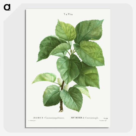 1-45_Treatise-on-Trees-and-Shrubs_picture-crop