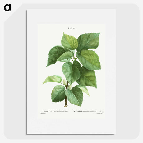 1-45_Treatise-on-Trees-and-Shrubs_picture