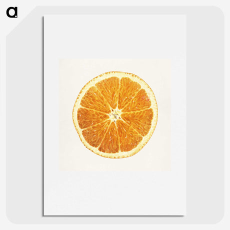 1-45_USDA-Watercolor-Fruit-Painting-Collection_picture