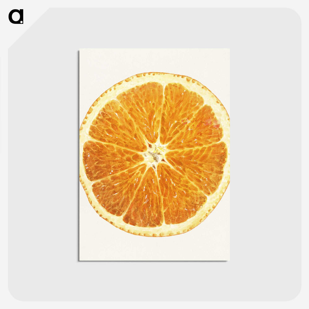 1-45_USDA-Watercolor-Fruit-Painting-Collection_postcard