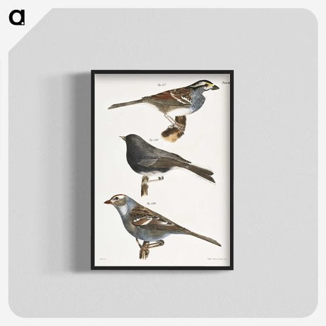 1-45_Zoology-of-New-York_blk-crop