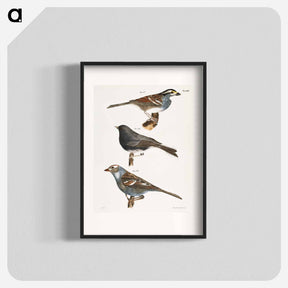アートポスター-The White-crowned Sparrow (Fringilla graminea)  The Snowbird (Struthus hyemalis)  The White-crowned Sparrow (Fringilla leucophrys) - ニューヨークの動物学 Poster.
