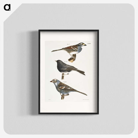 1-45_Zoology-of-New-York_blk