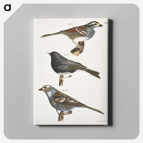 1-45_Zoology-of-New-York_canvas