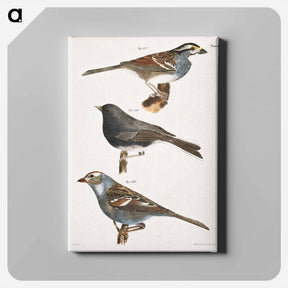 アートパネル-The White-crowned Sparrow (Fringilla graminea)  The Snowbird (Struthus hyemalis)  The White-crowned Sparrow (Fringilla leucophrys) - ニューヨークの動物学 Canvas.