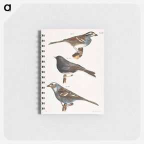 アートメモ帳-The White-crowned Sparrow (Fringilla graminea)  The Snowbird (Struthus hyemalis)  The White-crowned Sparrow (Fringilla leucophrys) - ニューヨークの動物学 Memo.