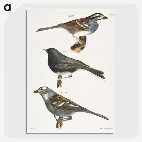 1-45_Zoology-of-New-York_picture-crop