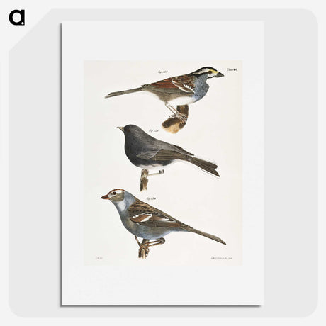 1-45_Zoology-of-New-York_picture