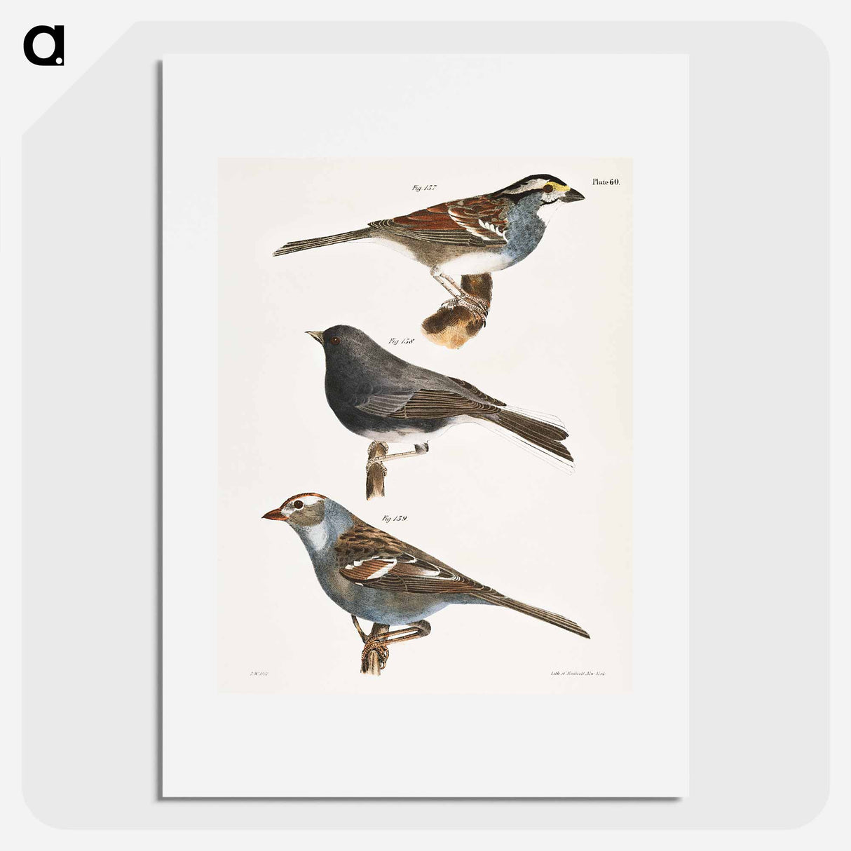 The White-crowned Sparrow (Fringilla graminea)  The Snowbird (Struthus hyemalis)  The White-crowned Sparrow (Fringilla leucophrys) - ニューヨークの動物学 Poster.