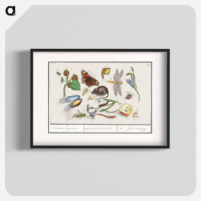 アートポスター-Natural History Ensemble, no. 15 - アンセルムス ボエティウス デ ブート Poster.