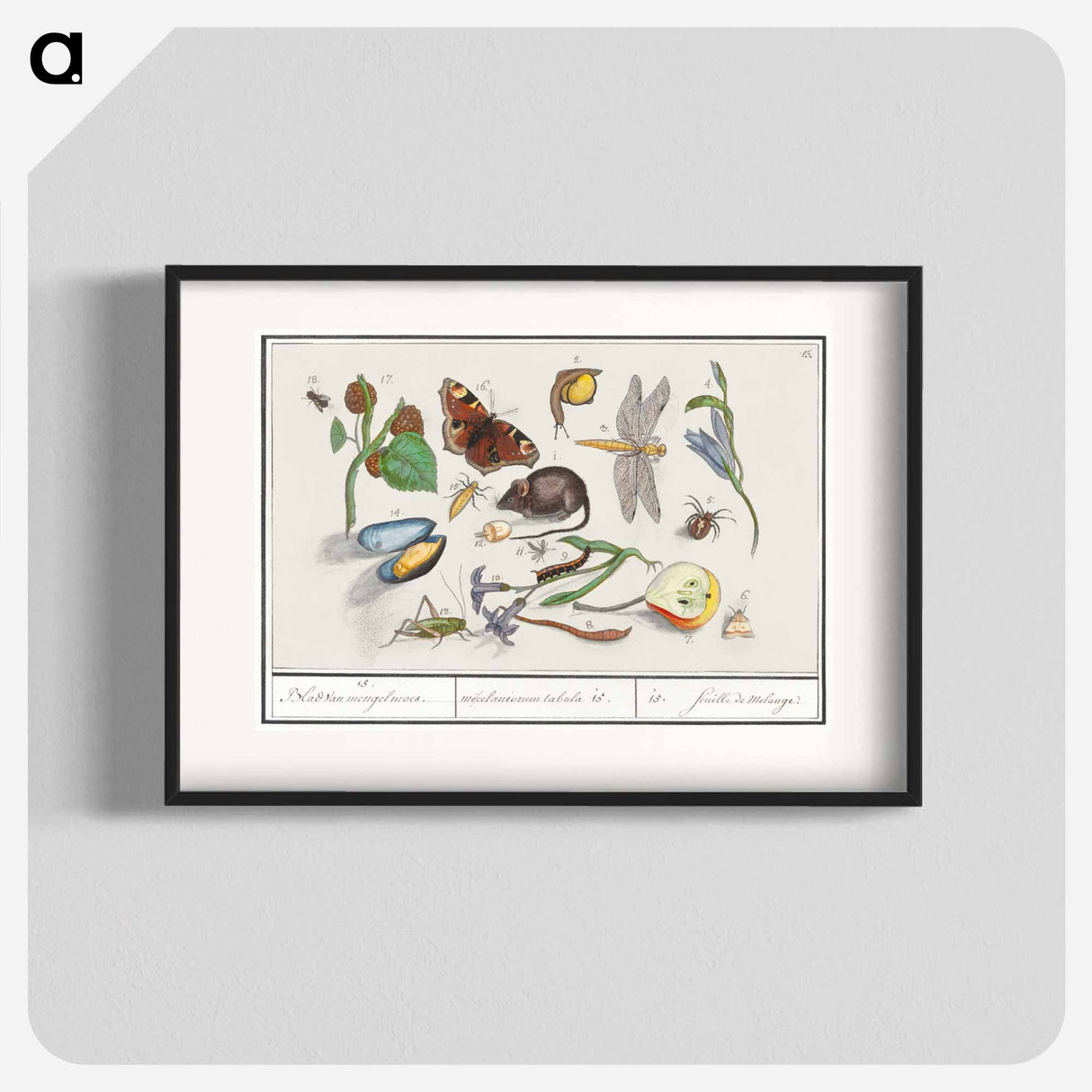 Natural History Ensemble, no. 15 - アンセルムス ボエティウス デ ブート Poster.