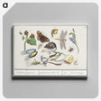 1-46_Anselmus-Boetius-de-Boodt_canvas