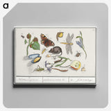 1-46_Anselmus-Boetius-de-Boodt_canvas