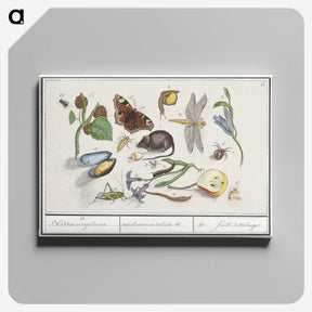 1-46_Anselmus-Boetius-de-Boodt_canvas
