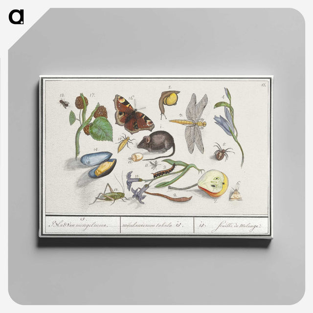 1-46_Anselmus-Boetius-de-Boodt_canvas