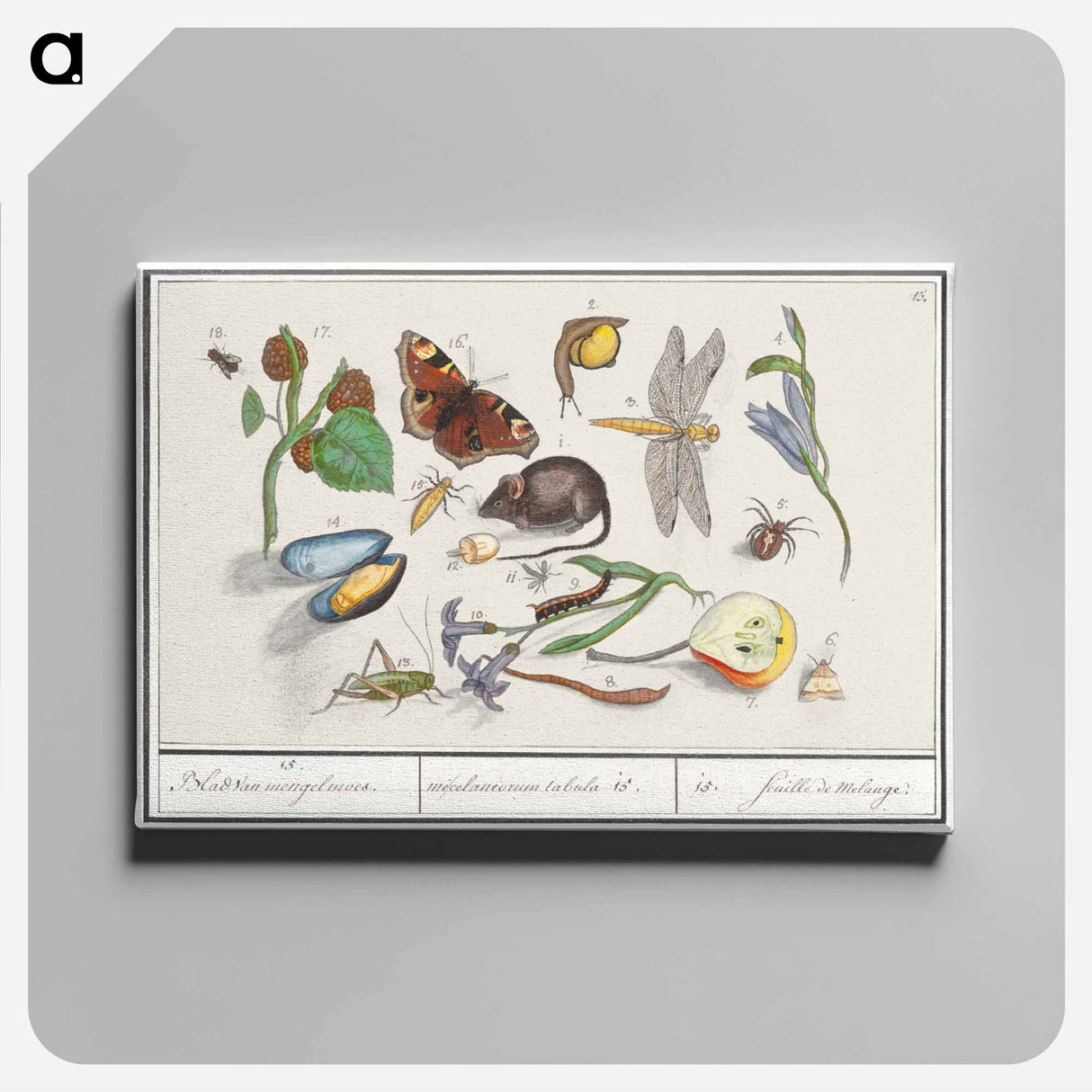 Natural History Ensemble, no. 15 - アンセルムス ボエティウス デ ブート Canvas.