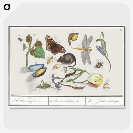 1-46_Anselmus-Boetius-de-Boodt_picture-crop