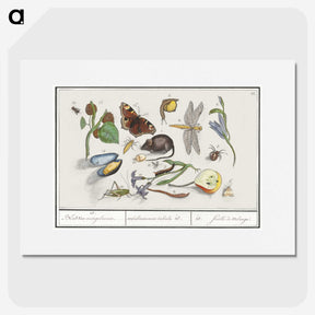 1-46_Anselmus-Boetius-de-Boodt_picture