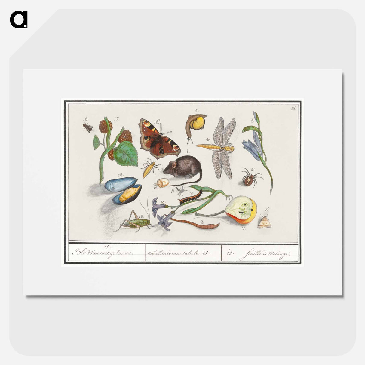 Natural History Ensemble, no. 15 - アンセルムス ボエティウス デ ブート Poster.